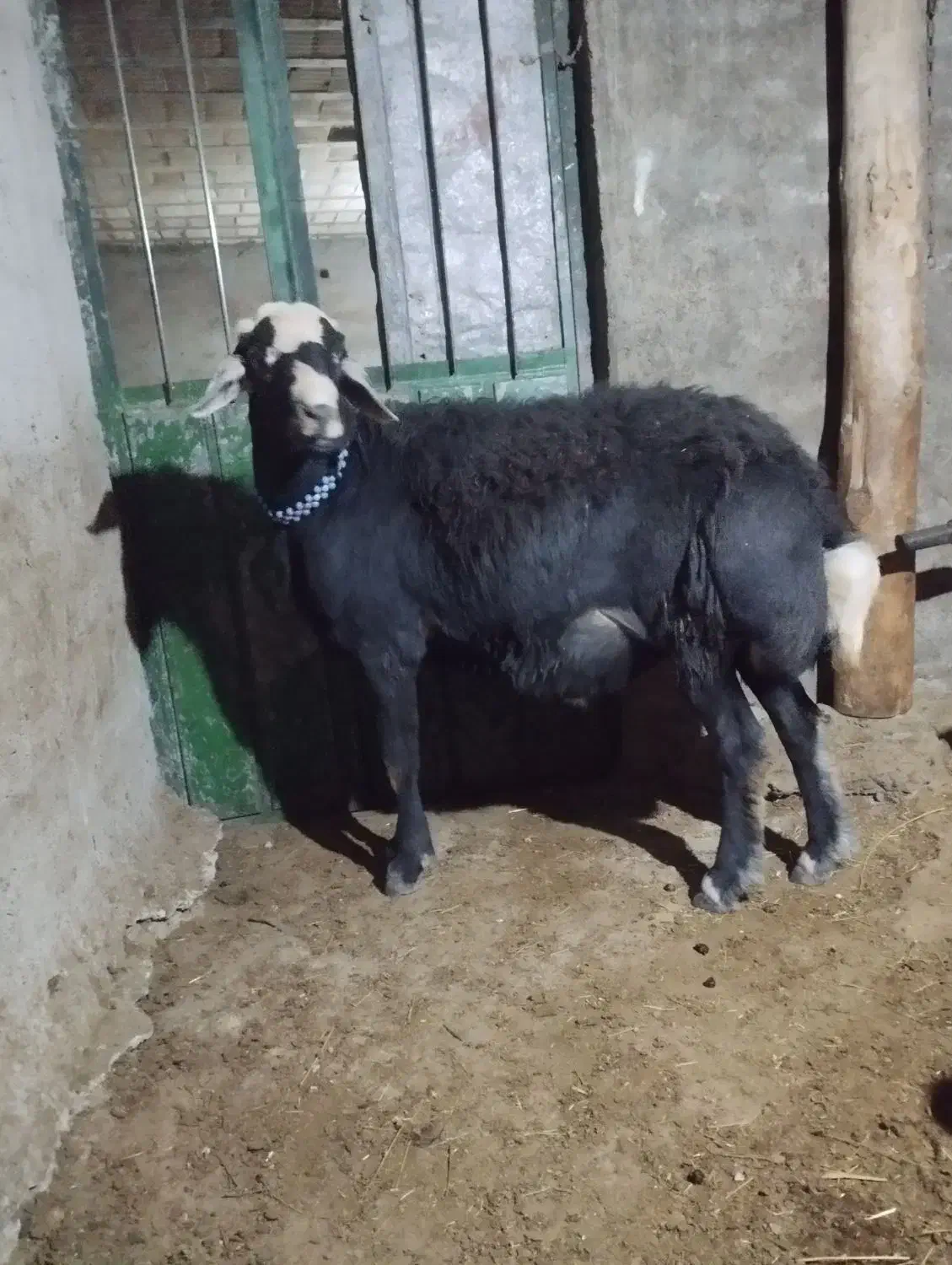 قوچ قرع چال|حیوانات مزرعه|هشترود, |دیوار