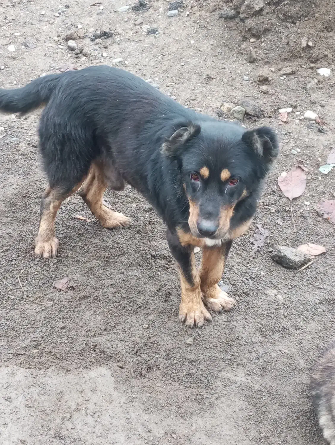 سگ گله|سگ|تالش, طولارود|دیوار