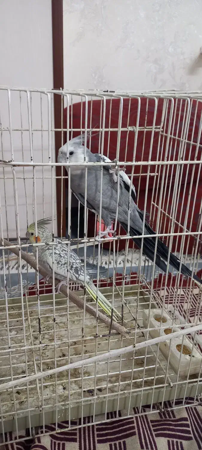 یک جفت عروس هلندی|پرنده|خمینی‌شهر, |دیوار