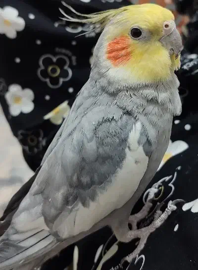 عروس  گم شده|حیوانات|قم, پردیسان|دیوار