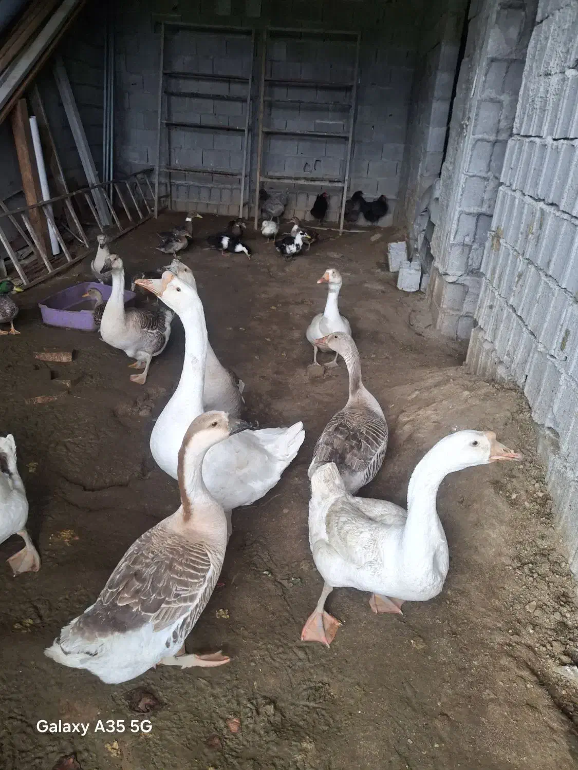 غاز بالغ|حیوانات مزرعه|بابلسر, |دیوار