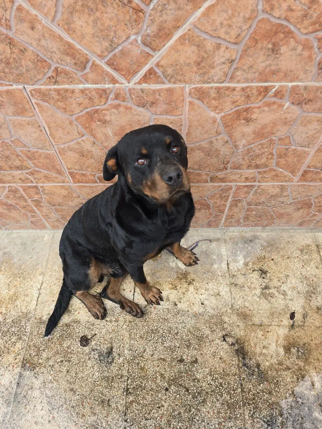 سگ روتوایلر نر سه ساله پوزه دلقکی|سگ|رودسر, |دیوار