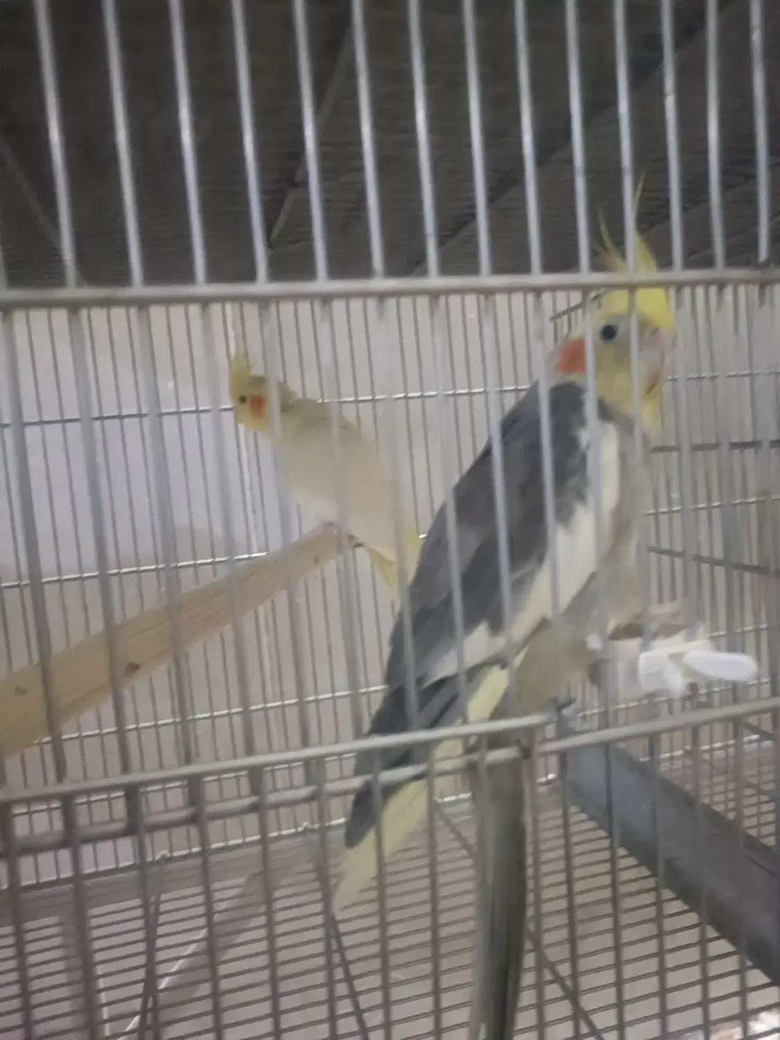 کلش ، کالاف ، فری فایر طاق|کنسول، بازی ویدئویی و آنلاین|قم, سراجه (۱۵ خرداد)|دیوار