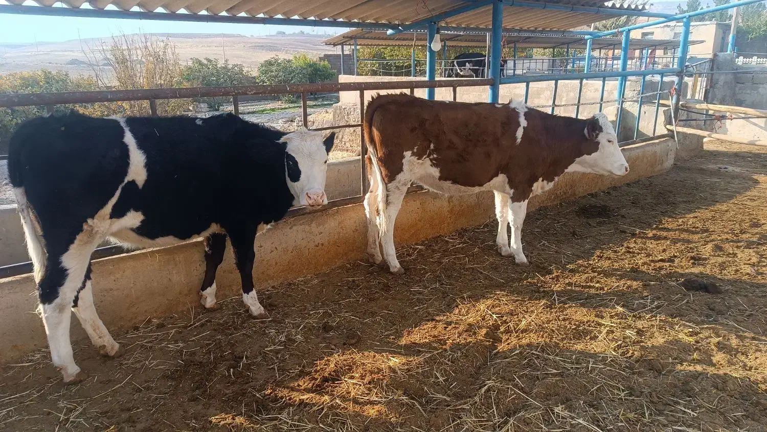 گوساله ماده سیمینتال|حیوانات مزرعه|ایوان, |دیوار