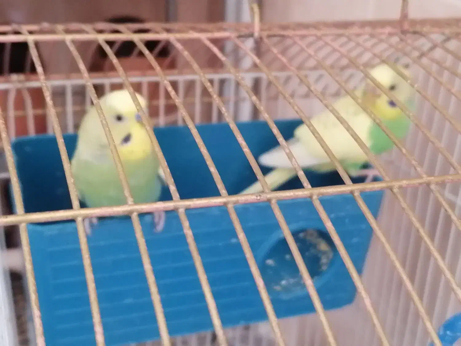 فروش دو عدد مرغ عشق با قفس|پرنده|ملکشاهی, |دیوار