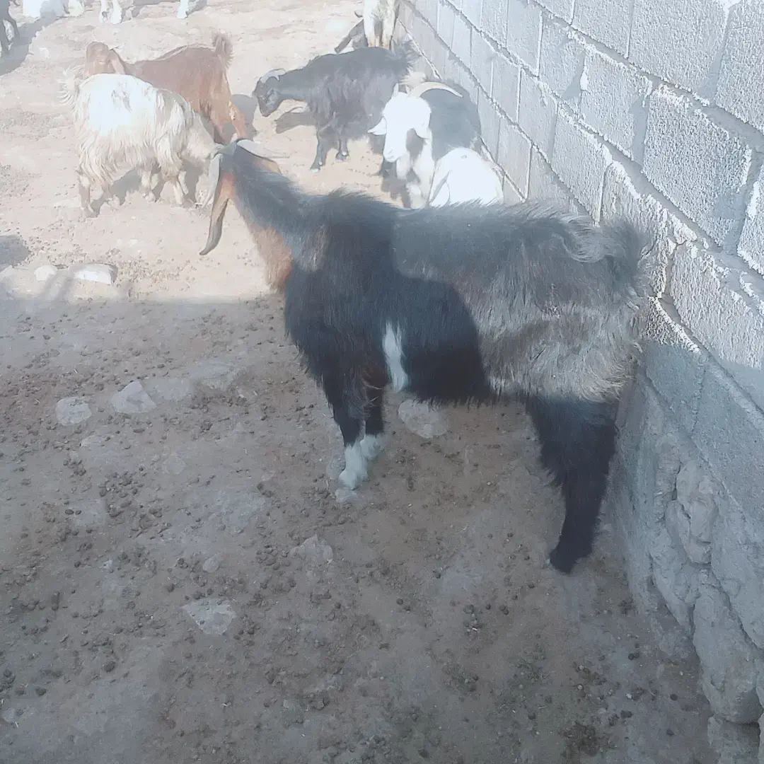 بزجوان|حیوانات مزرعه|بهبهان, |دیوار