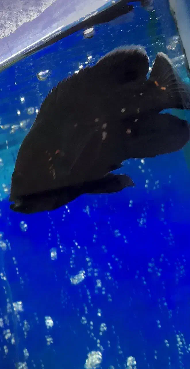 ماهی سیاە اسکار|ماهی|مهاباد (آذربایجان غربی), |دیوار