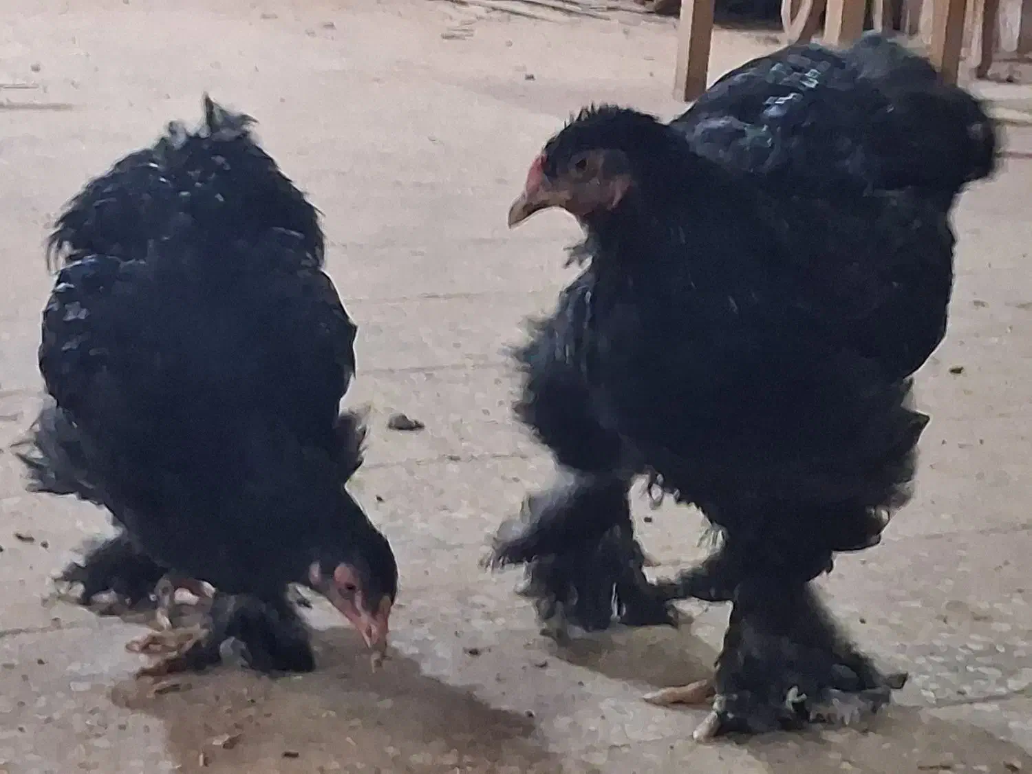 مرغ برهما|حیوانات مزرعه|قم, کلهری|دیوار