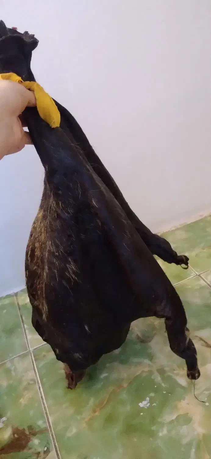 هیزه|ظروف نگهدارنده، پلاستیکی، یک‌بارمصرف|اسلام‌‌آباد غرب, |دیوار