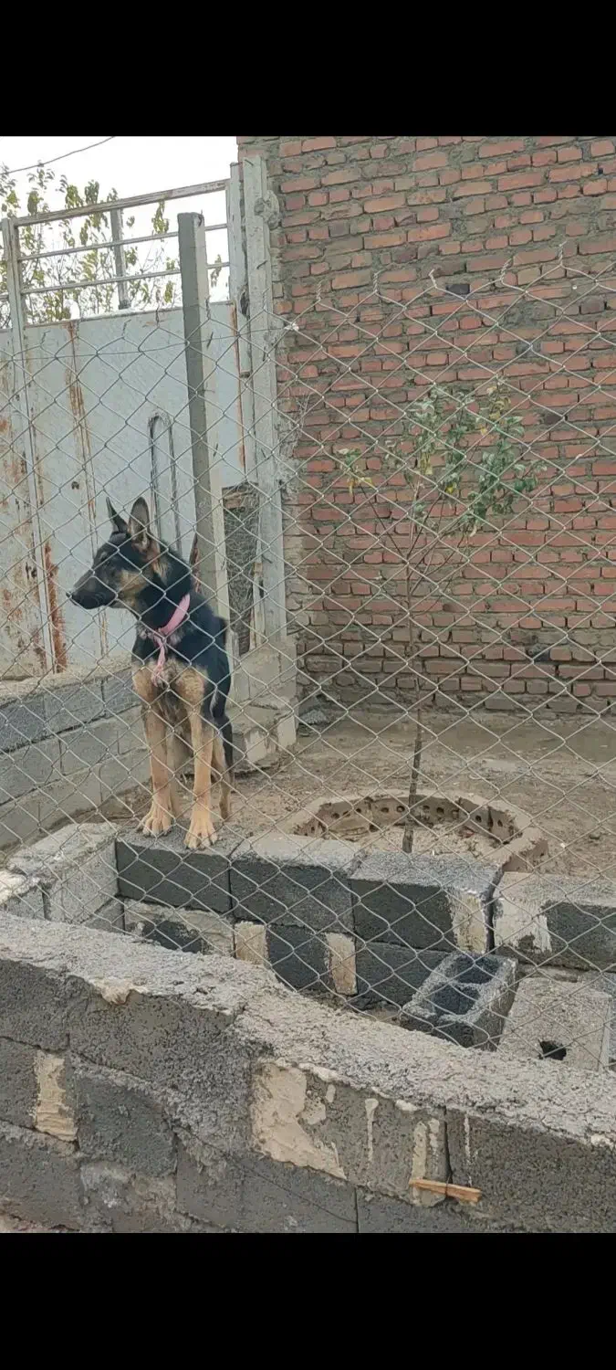 توله ژرمن نر|سگ|مهاباد (آذربایجان غربی), |دیوار