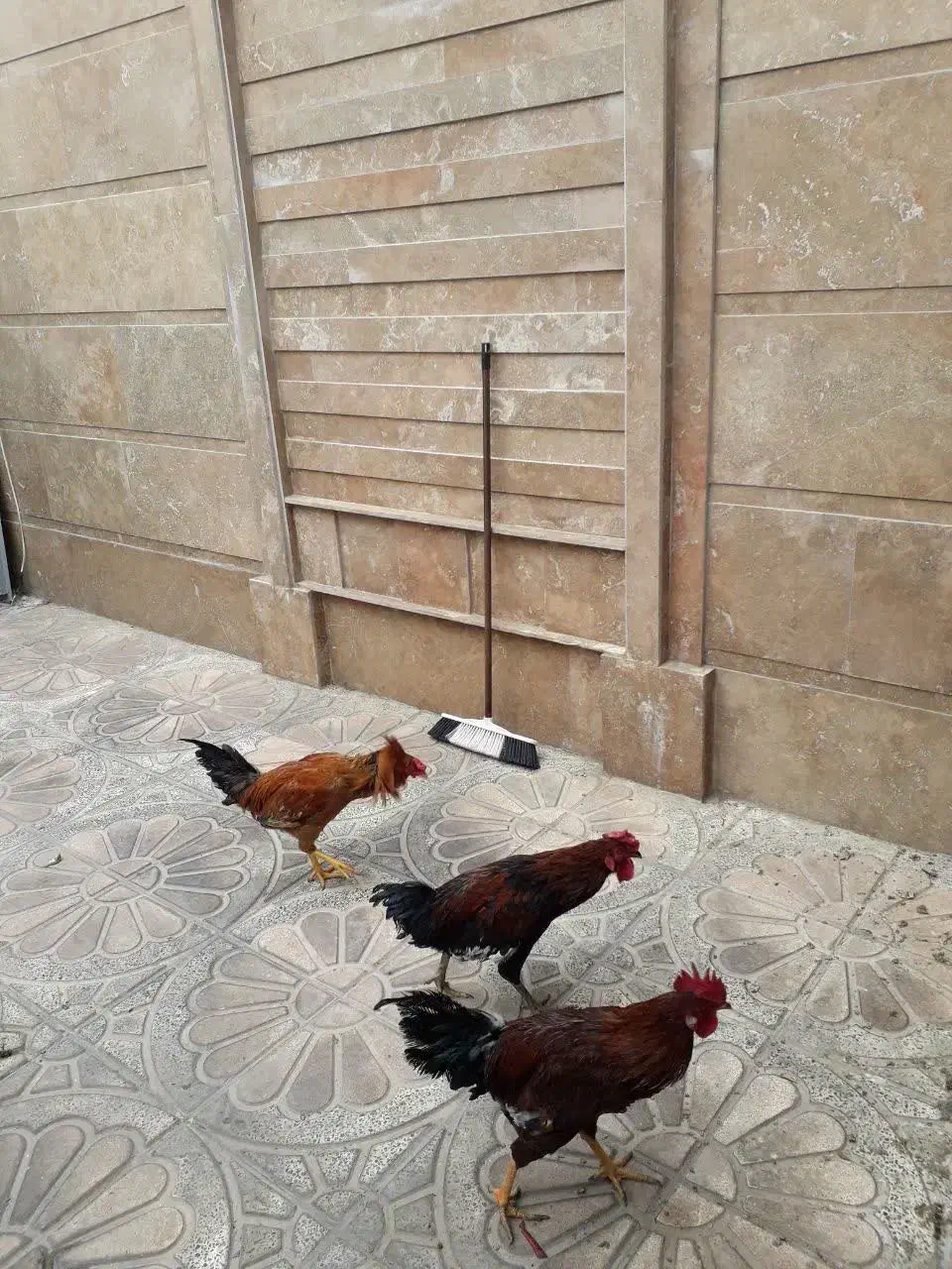 خروس لاری|حیوانات مزرعه|رباط‌کریم, رباط‌کریم|دیوار