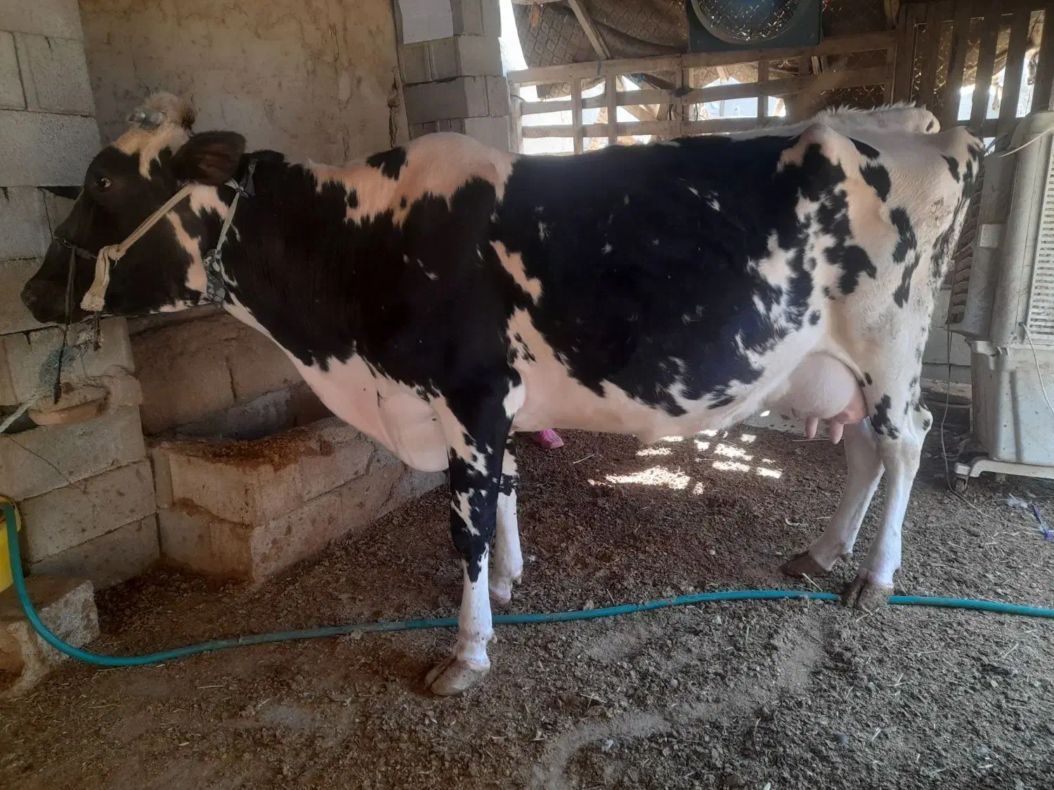 یک راس گاو ماده|حیوانات مزرعه|بندر ماهشهر, |دیوار