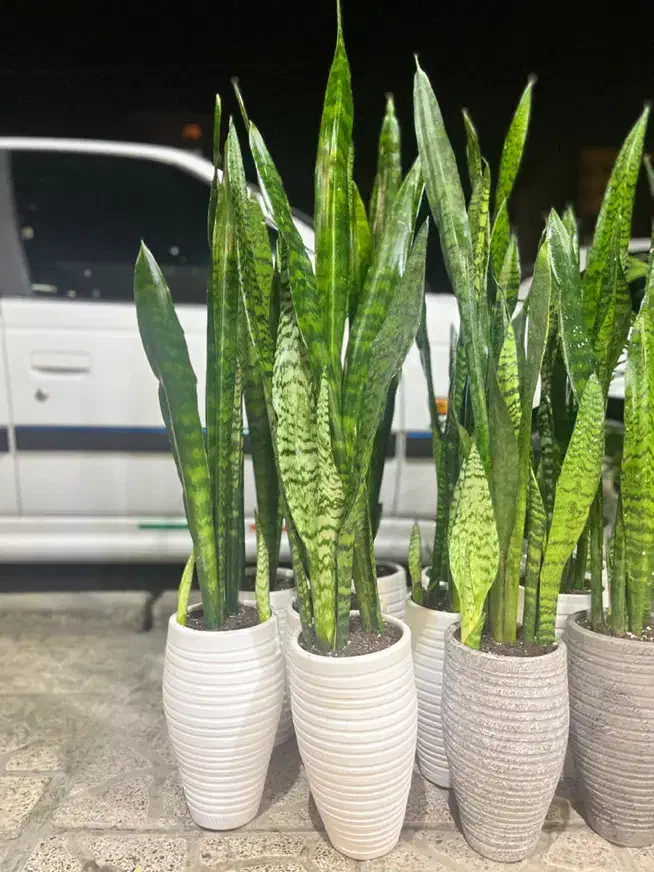 گل سانسوریا گل آپارتمانی|گل و گیاه طبیعی|کرج, گلشهر|دیوار