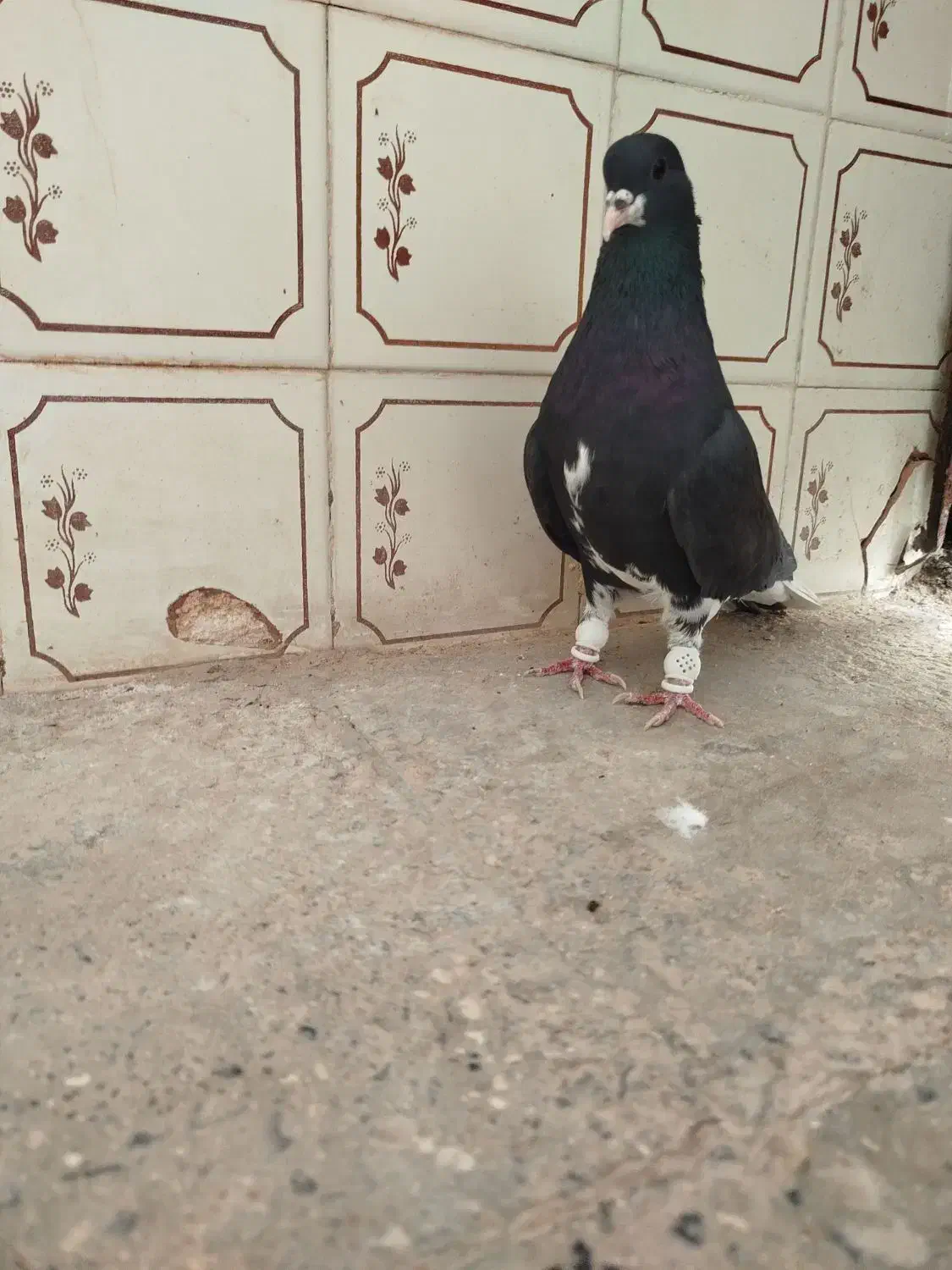 کبوتر|پرنده|شیراز, ستارخان|دیوار