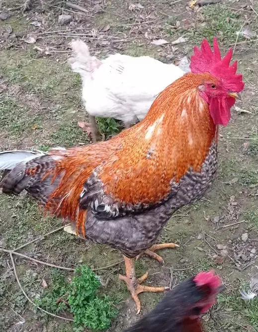 فروش خروس محلی گل باقالی|حیوانات مزرعه|دالخانی, |دیوار