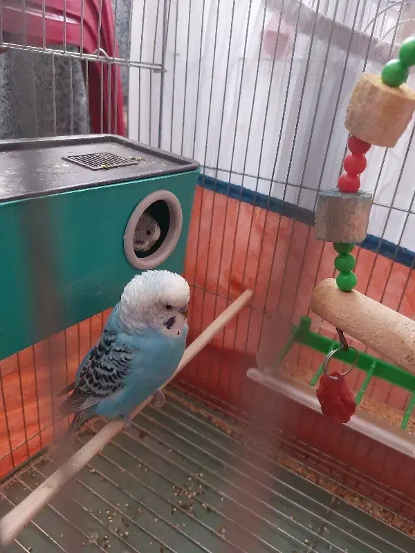 یک جفت مرغ عشق مولد|پرنده|اردبیل, |دیوار