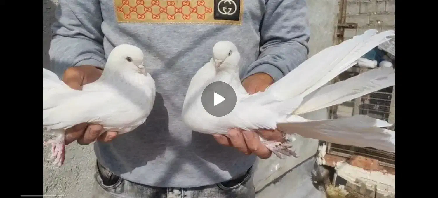 سفید کشیده|پرنده|محمدیار, |دیوار