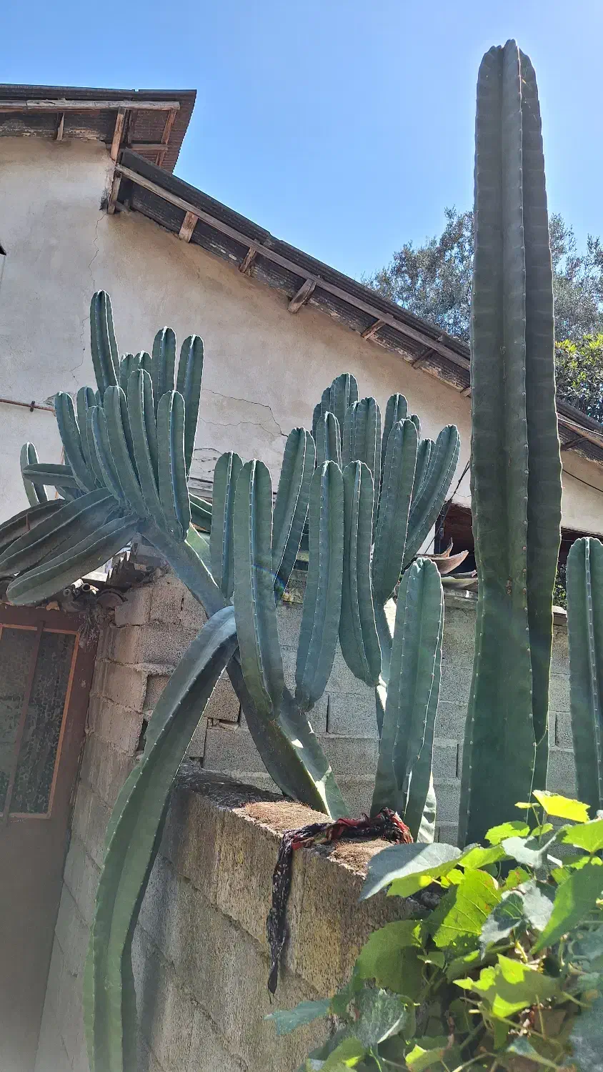 فروش کاکتوس غول پیکر پریانوس|گل و گیاه طبیعی|جویبار, |دیوار