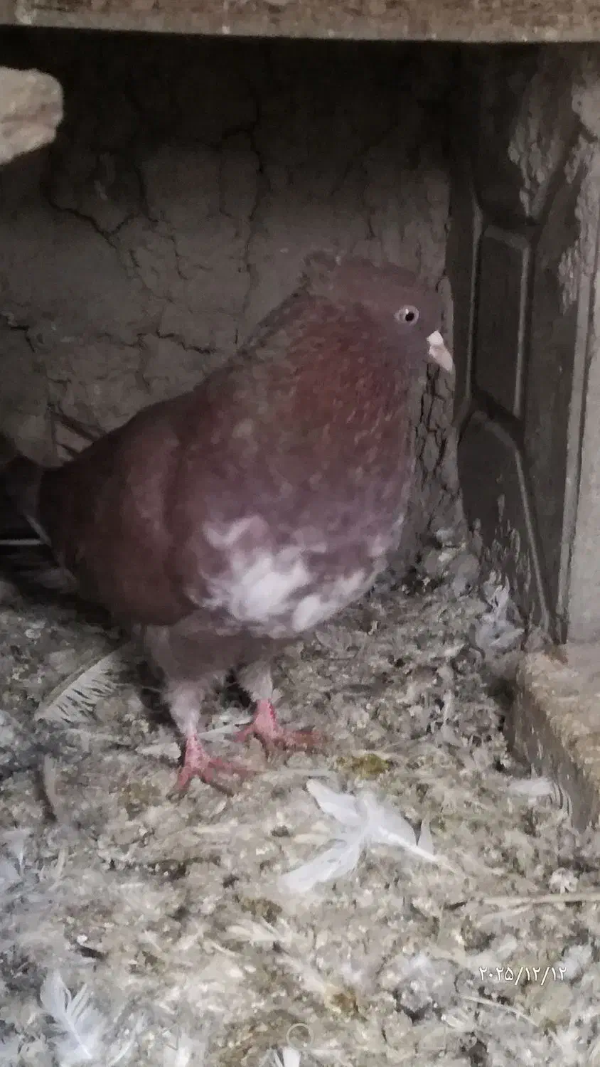 کبوتر نر|پرنده|ماهیدشت, |دیوار