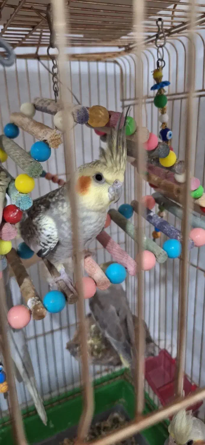 عروس هلندی|پرنده|بیجار, |دیوار