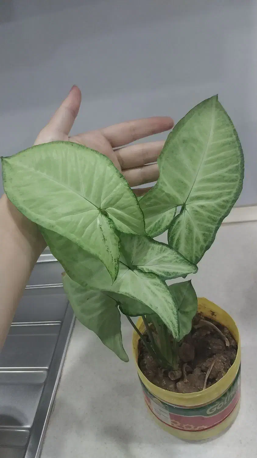 گل سینگونیوم خرگوشی پرپشت|گل و گیاه طبیعی|ارومیه, |دیوار