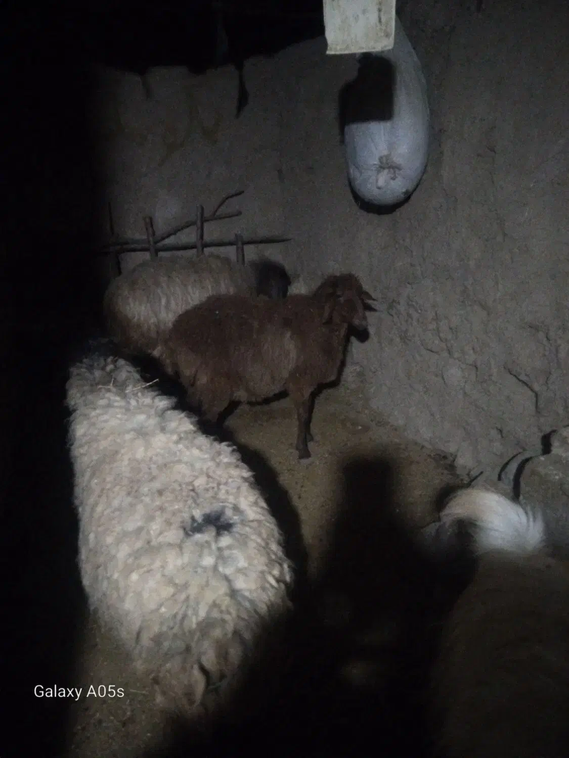 گوسفند|حیوانات مزرعه|آبکوه, |دیوار