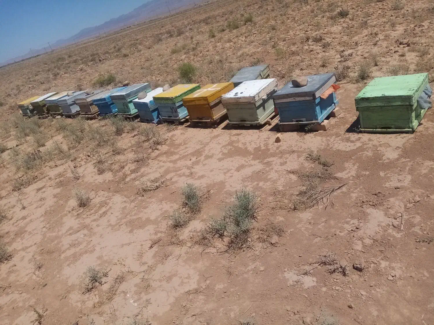 فروش سه کندو زنبور عسل زنبور بومی و کارانیکا|حیوانات مزرعه|خواف, |دیوار