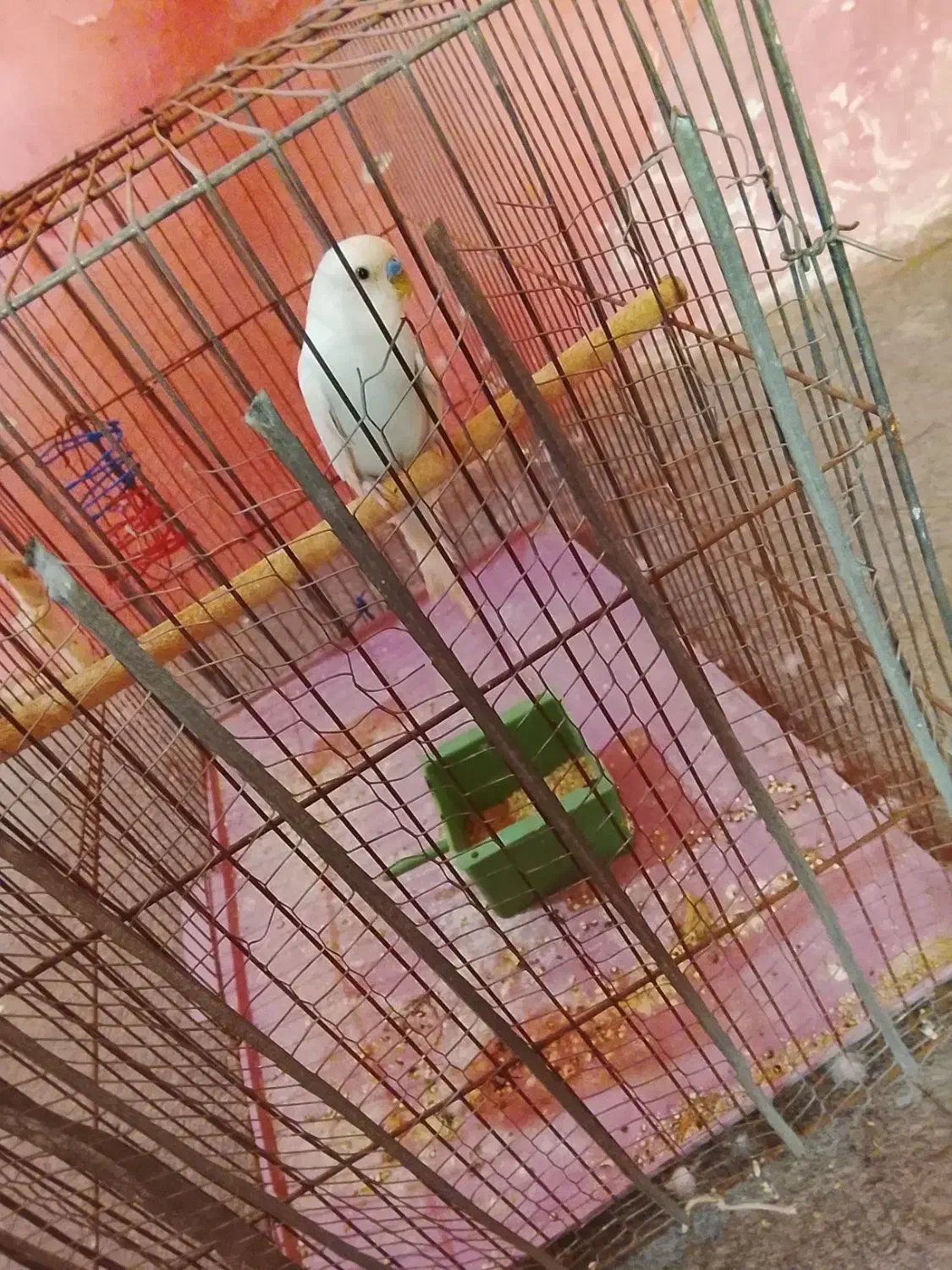 نر سفید مست|پرنده|بندرعباس, |دیوار