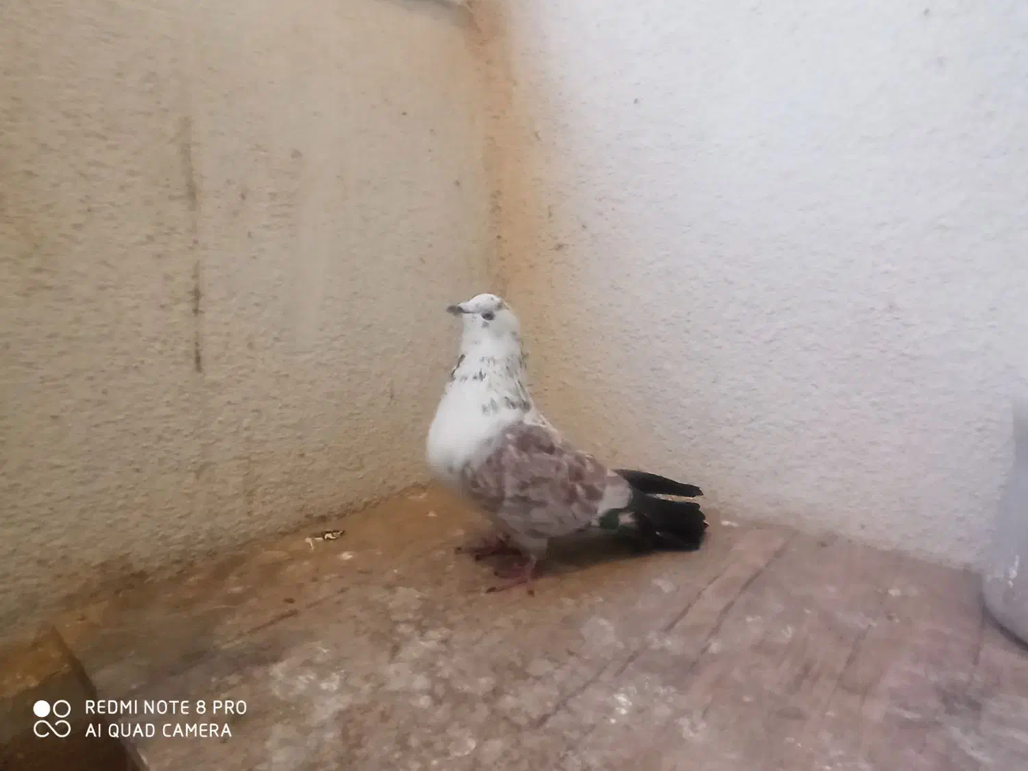 کبوتر تهرانی نر|پرنده|پرند, فاز ۵|دیوار