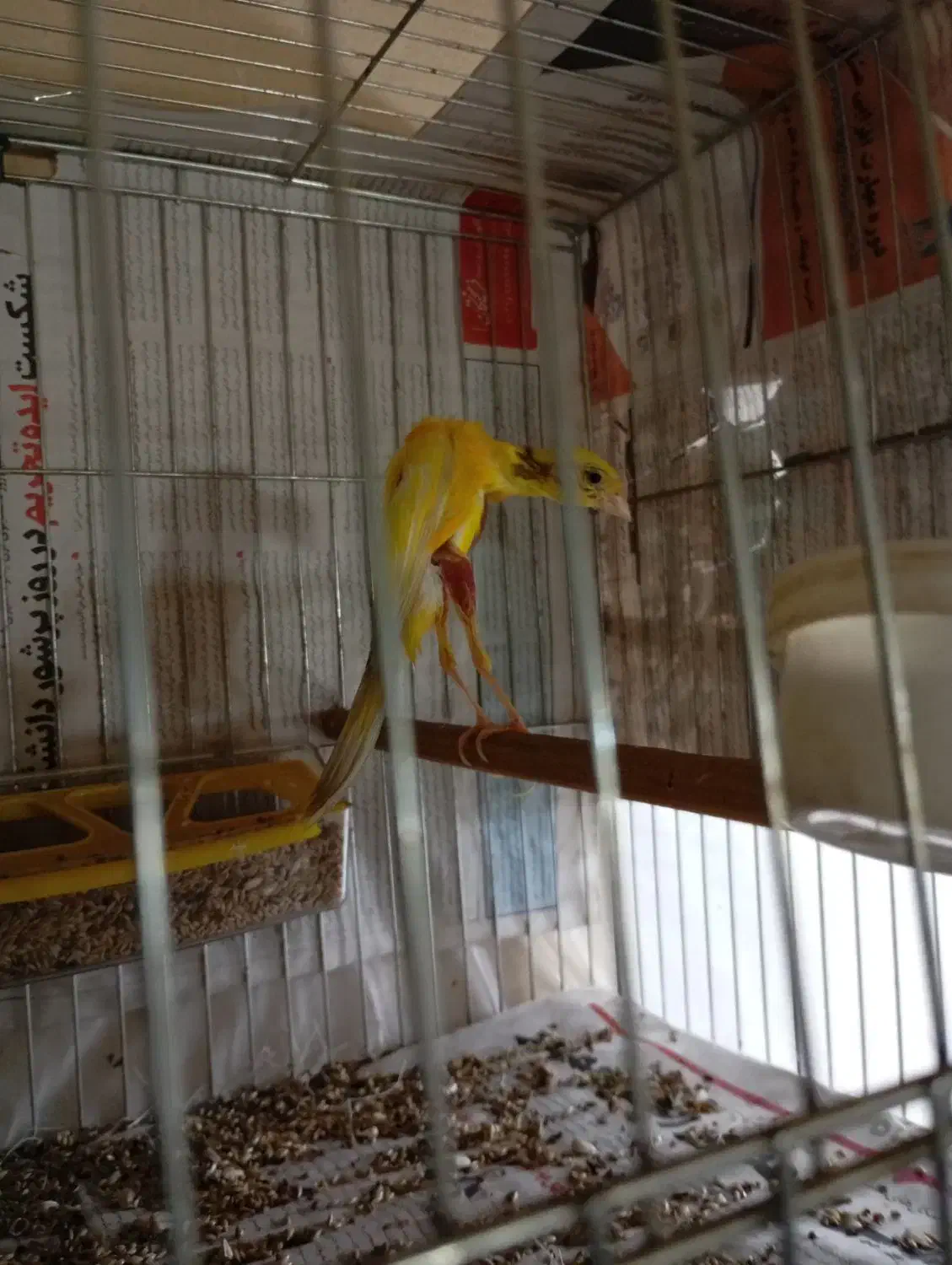 قناری جیبکس و مرغ عشق هلندی|پرنده|مشگین شهر, |دیوار