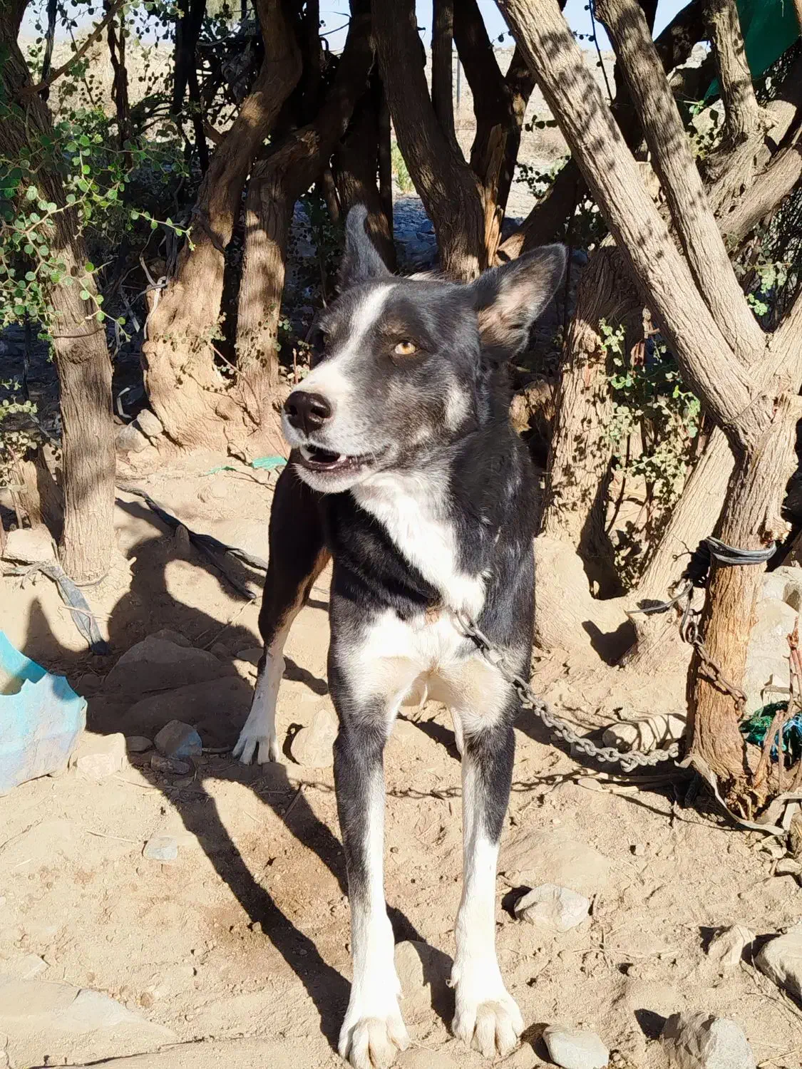 سگ شکاری کاملا با هوش سریع برا شکار برا فروش|سگ|عنبرآباد, |دیوار