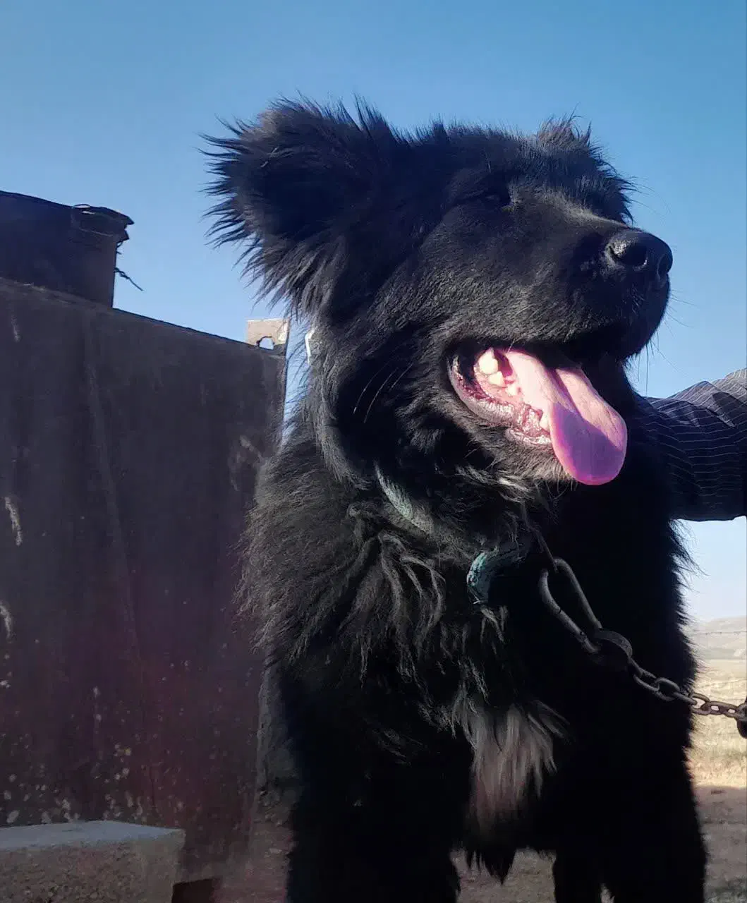 سگ گمشده|حیوانات|ازنا, |دیوار