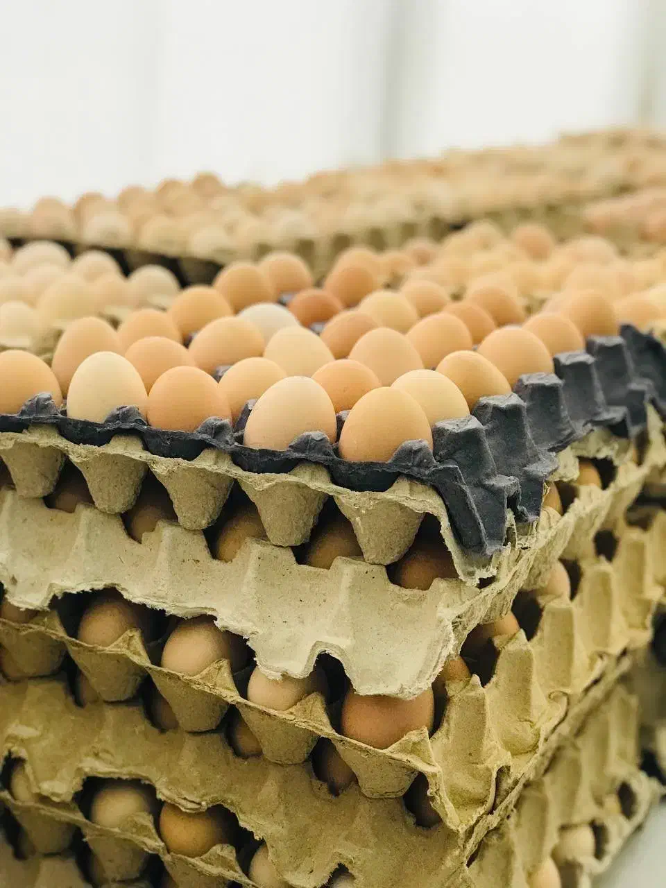 تخم مرغ محلی|خوردنی و آشامیدنی|قائمشهر, |دیوار