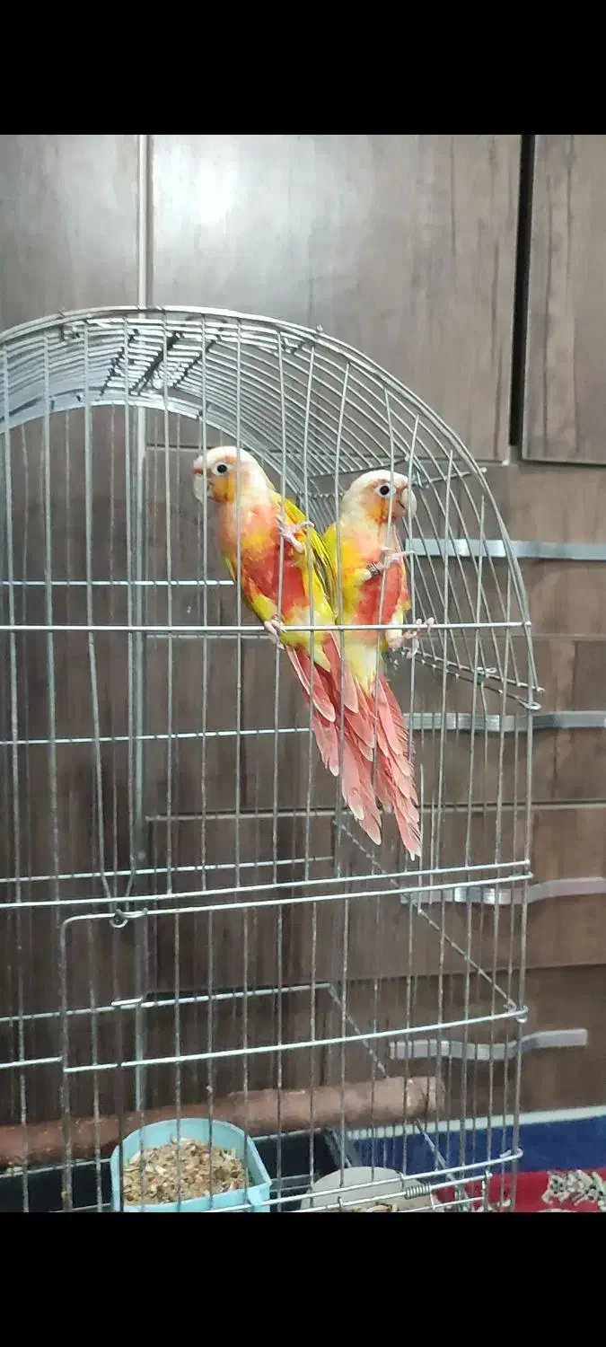 گرینچیک ردچیک|پرنده|کرج, محمد آباد|دیوار