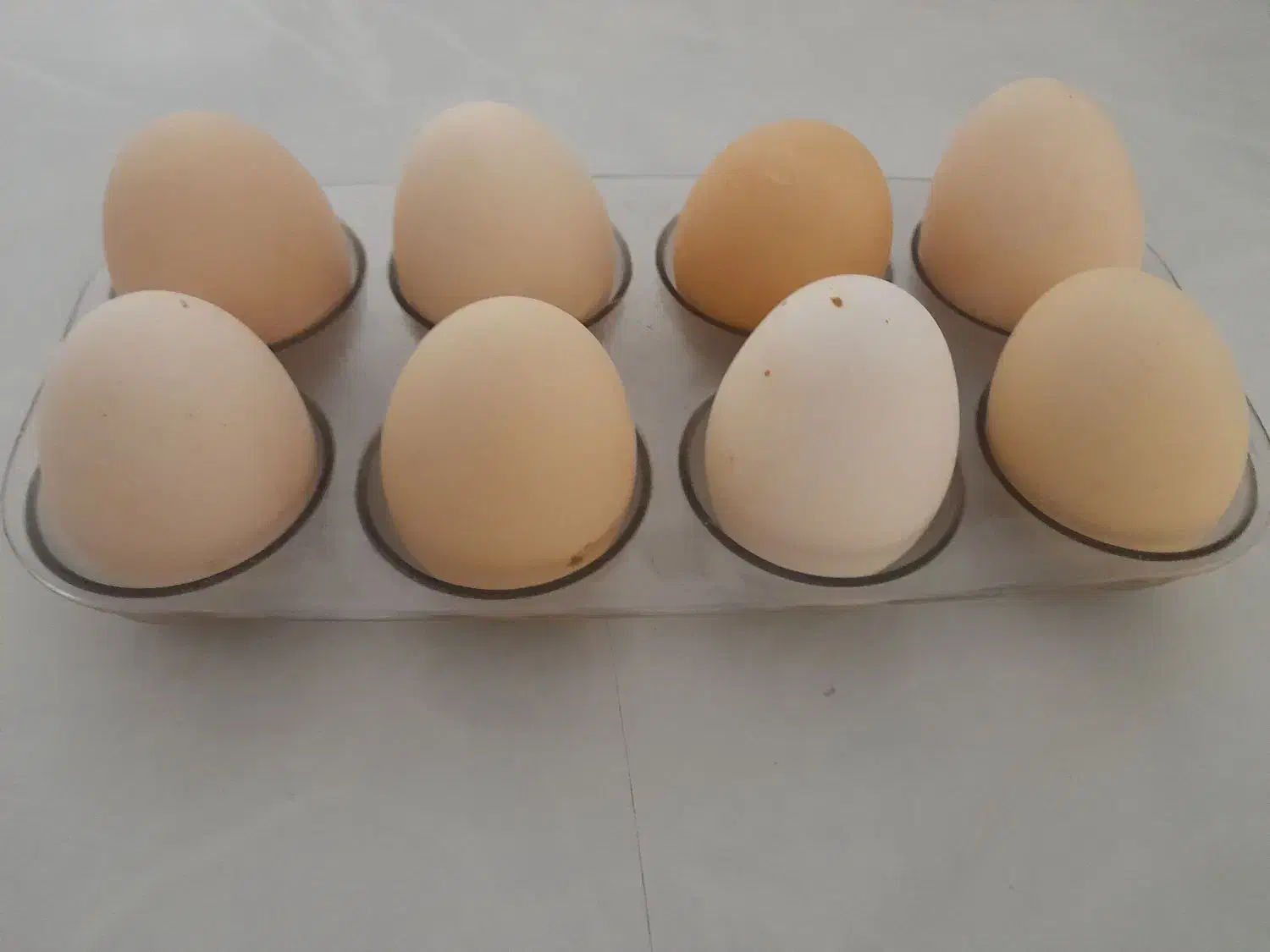 تخم مرغ نطفه دار گلین|حیوانات مزرعه|شهرضا, |دیوار