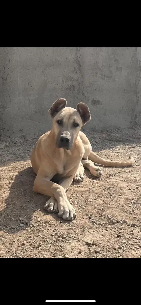 ماده سرابی خالص|سگ|خرمدره, |دیوار