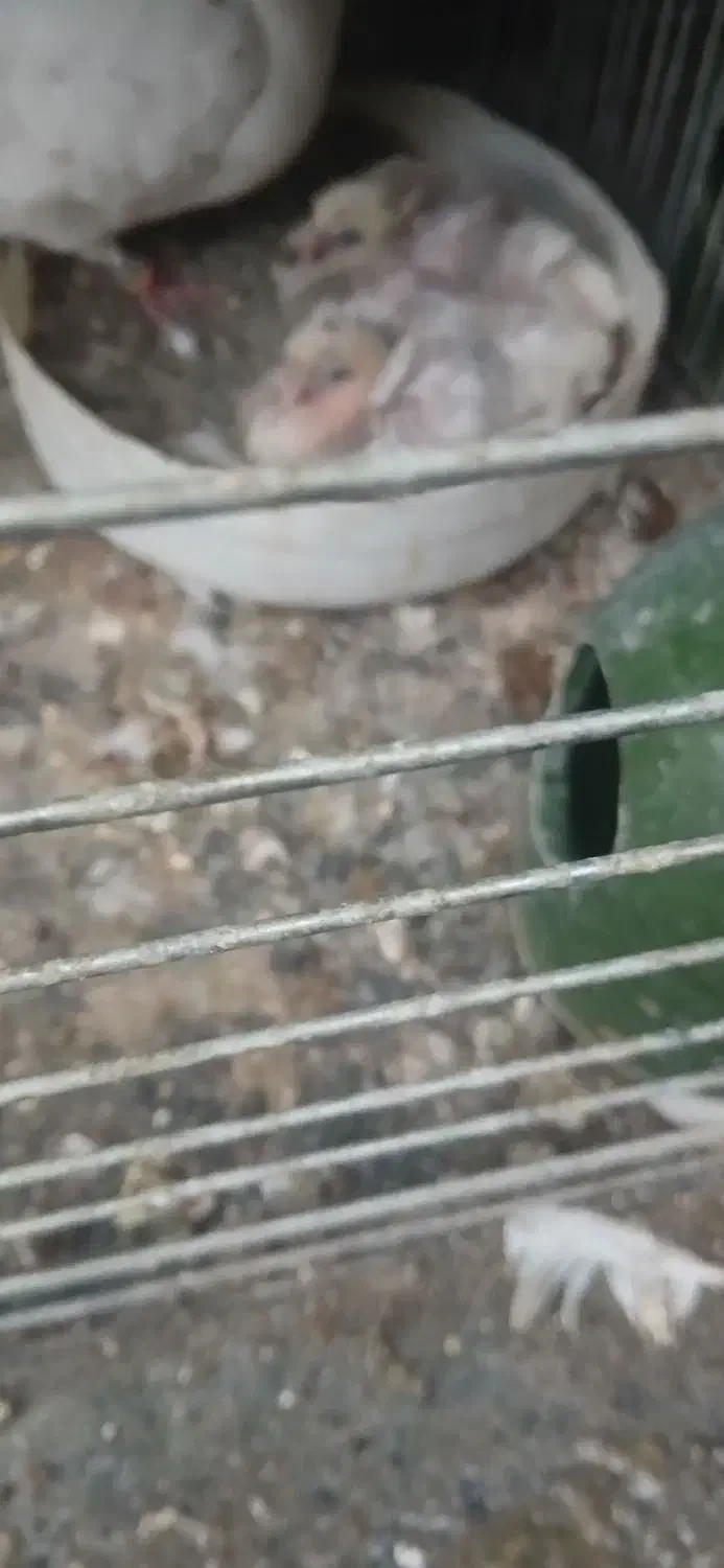 کفتر  پشتدار گمشده حلقه پا  قیچی|حیوانات|تهران, شهرک رضویه|دیوار