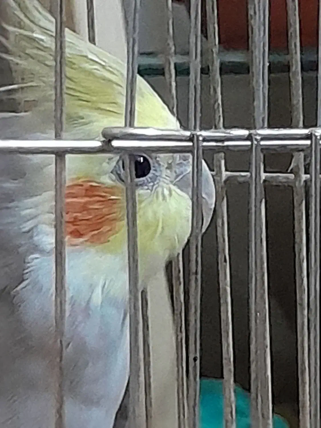 عروس هلندی|پرنده|تهران, قیام|دیوار