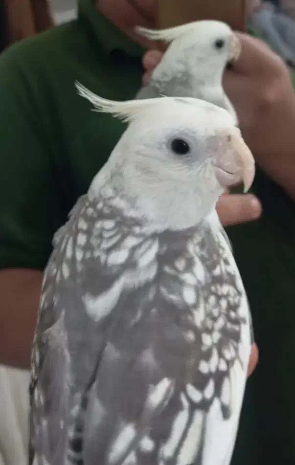 عروس هلندی جفت نر سخنگو|پرنده|اردبیل, |دیوار