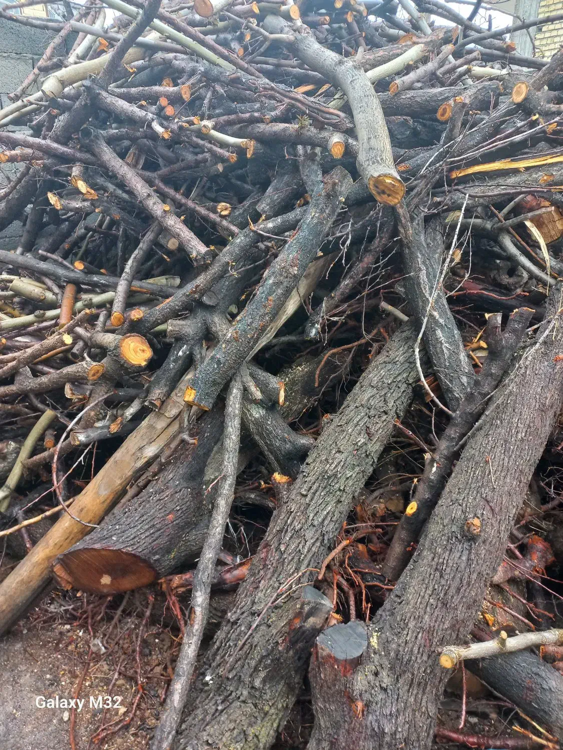 سلام خریدار چوب درخت میوه|خدمات باغبانی و درختکاری|فارسان, |دیوار