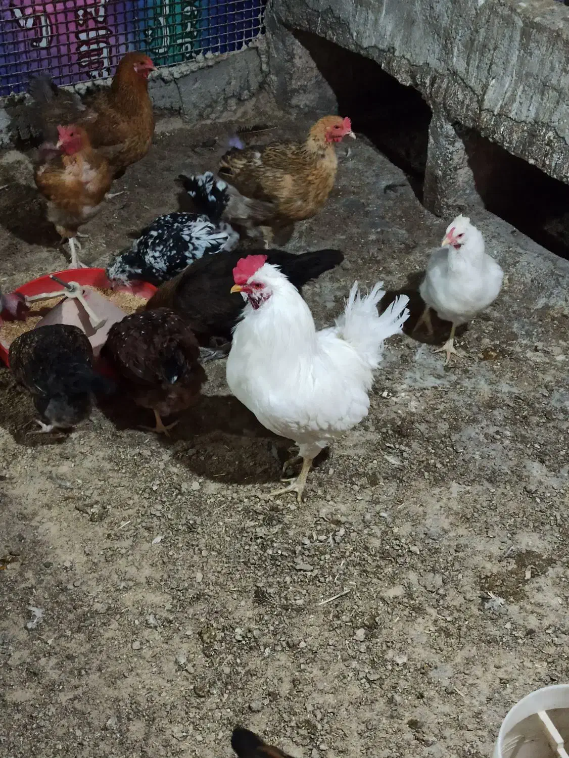 مرغ و خروس گلین و گیل اصل گیلانی|حیوانات مزرعه|پیشوا, |دیوار