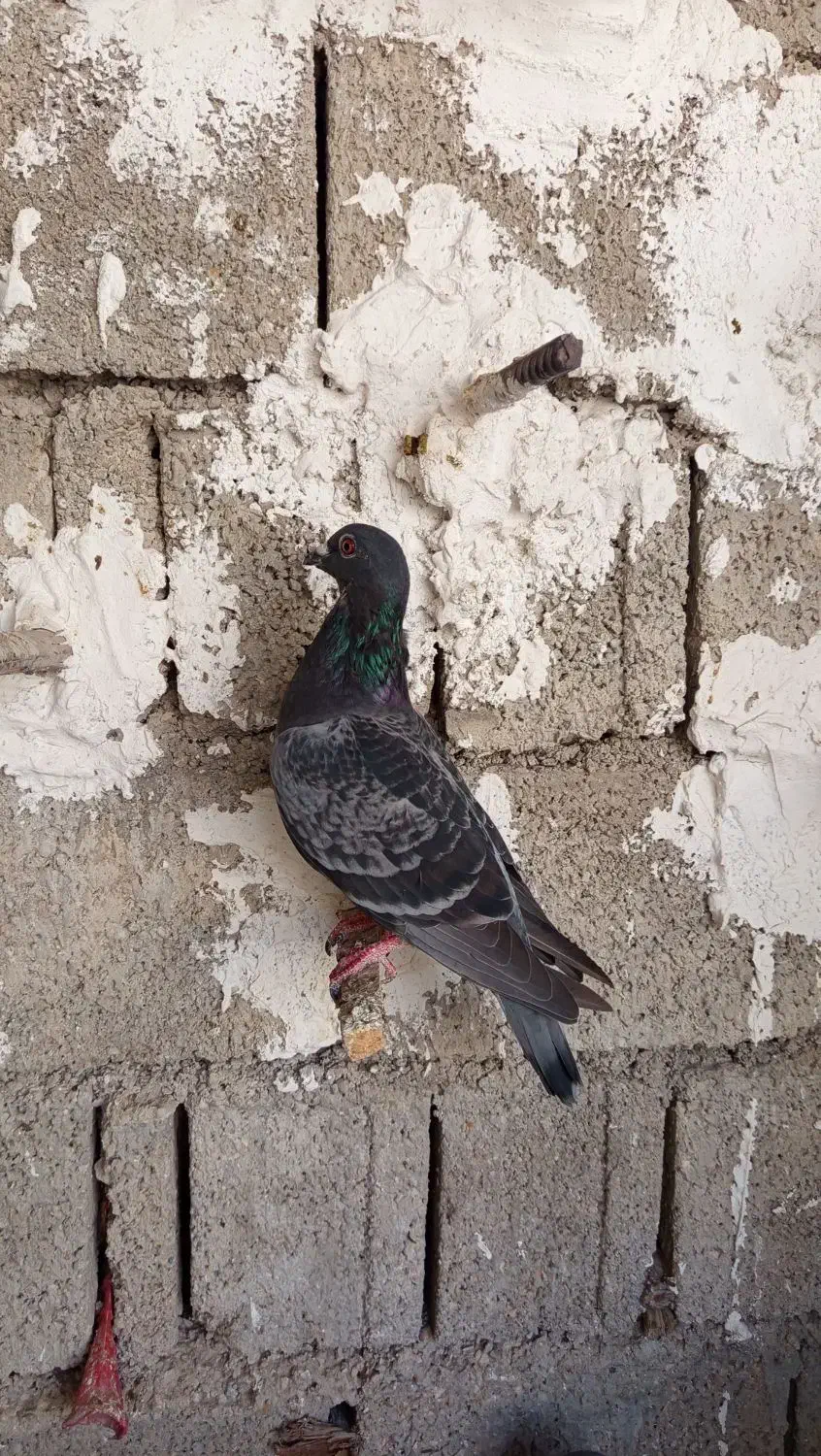 ۱۰عدد پلاکی|پرنده|بوشهر, |دیوار