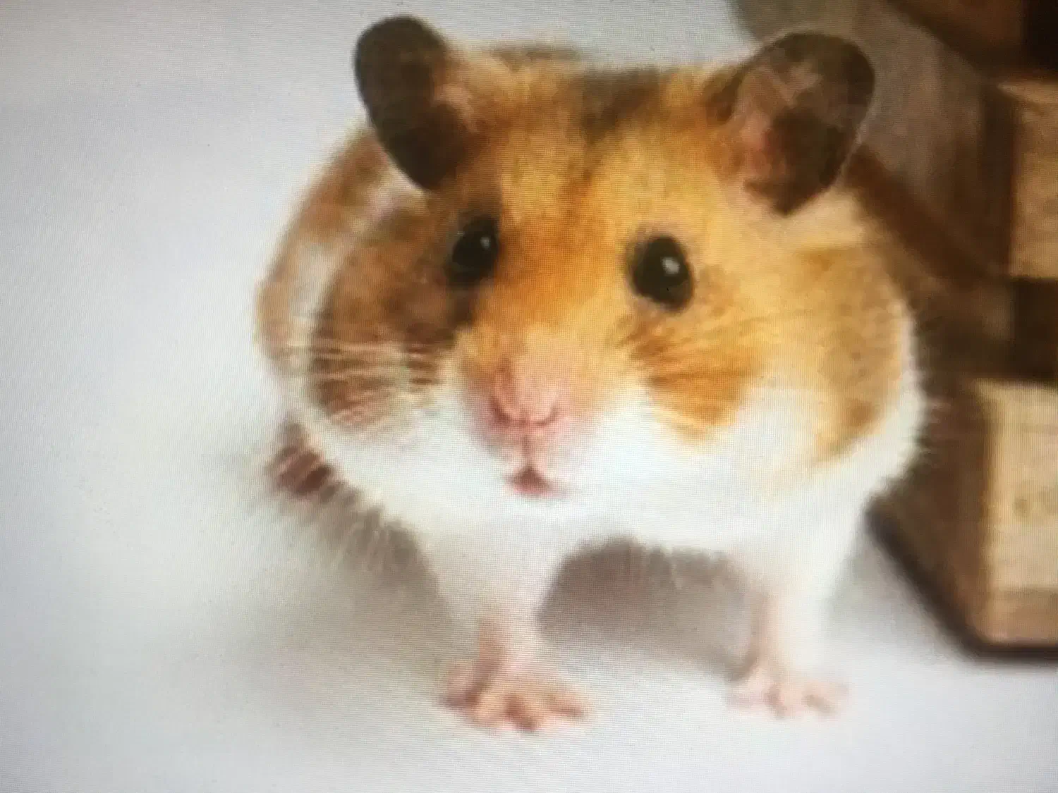 همستر  نژاد سوری|موش و خرگوش|ابهر, |دیوار