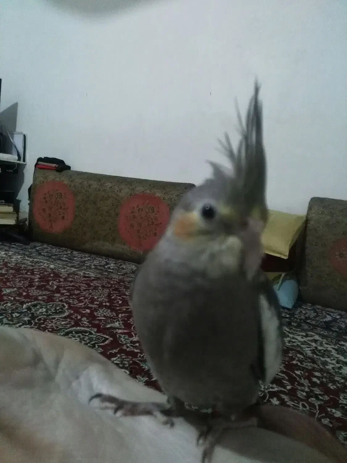 عروس هلندی گمشده بازارتمبی|حیوانات|مسجد سلیمان, |دیوار