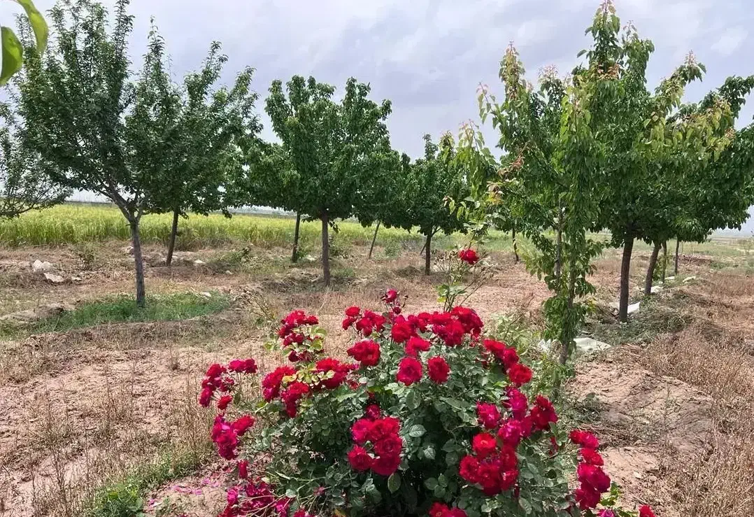 باغ میوه شاهنامه معاوضه206پارس زانتیاسوناتا207آزرا|فروش خانه و ویلا|مشهد, توس فردوسی|دیوار