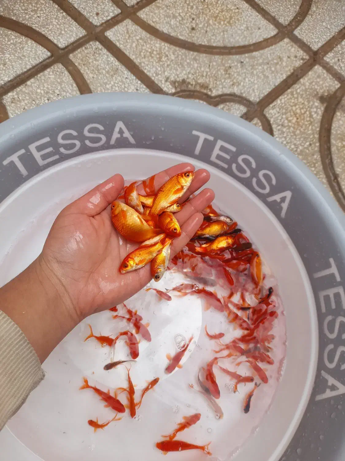 ماهی قرمز|ماهی|اسفراین, |دیوار