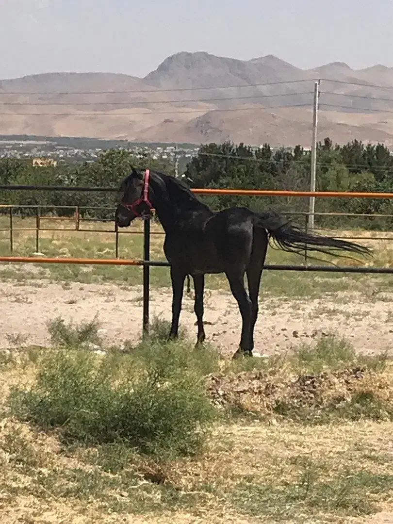 اسب|اسب و تجهیزات اسب‌سواری|تهران, پارک شهر|دیوار