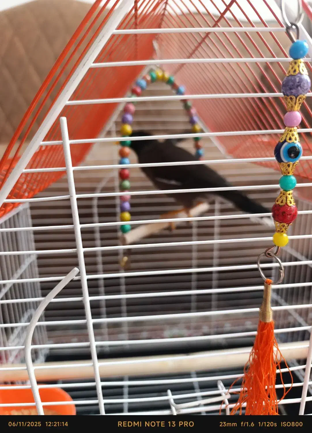 مینا|پرنده|مشهد, سیسآباد|دیوار