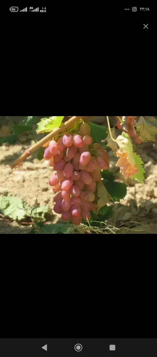 انگور آب گیری کیلوی ۵۰هزارتومان|خوردنی و آشامیدنی|شاهرود, |دیوار