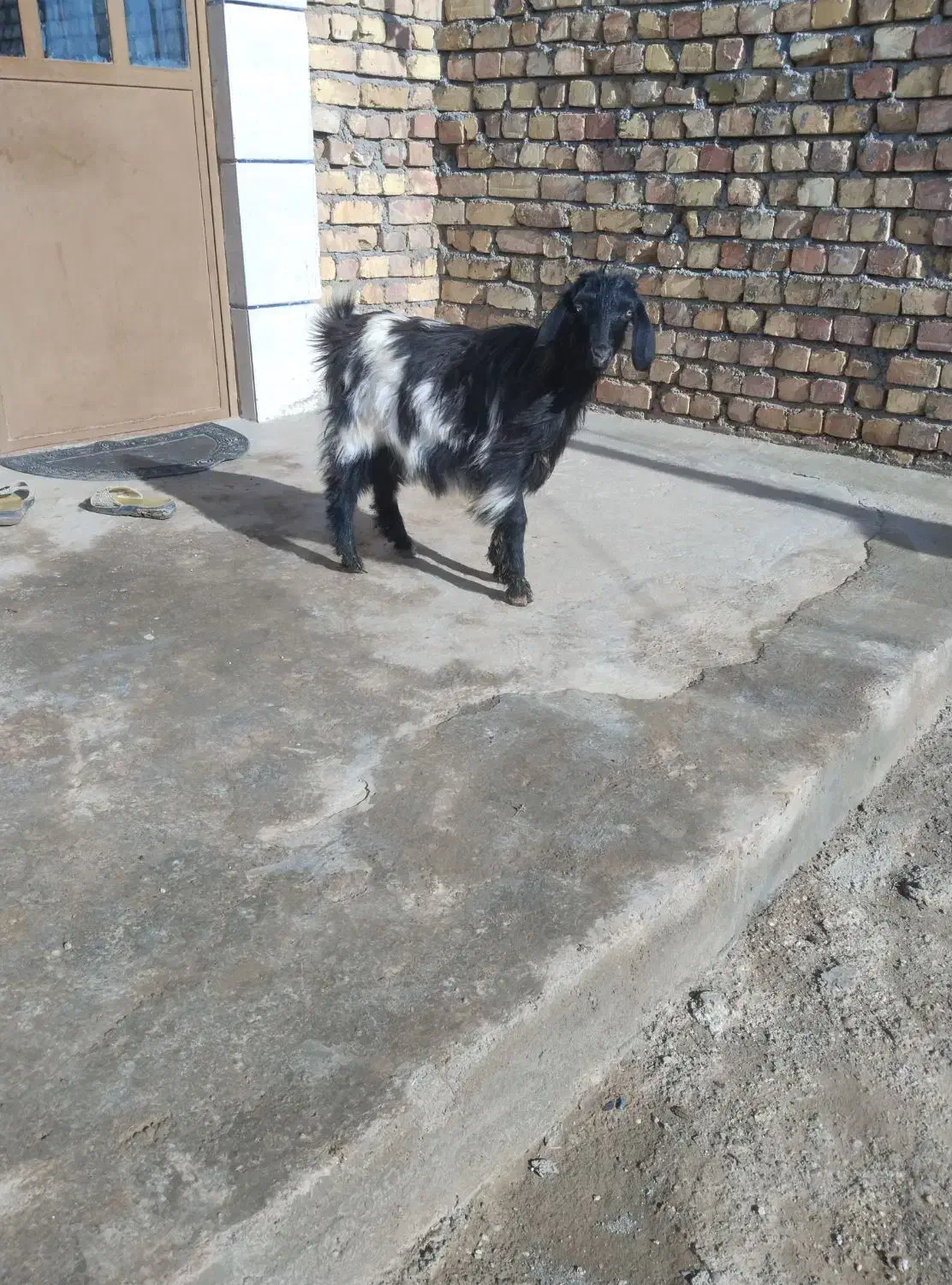 بزغاله ماده کیلو هم میدم|حیوانات مزرعه|دشتابی, |دیوار